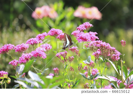 Blue-winged swallowtail sucking nectar 66615012