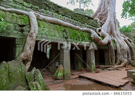 Trees in Ta Prohm, Angkor Wat in Cambodia 66615055
