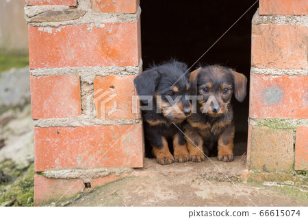 Small brown dachshund Small brown dachshund 66615074
