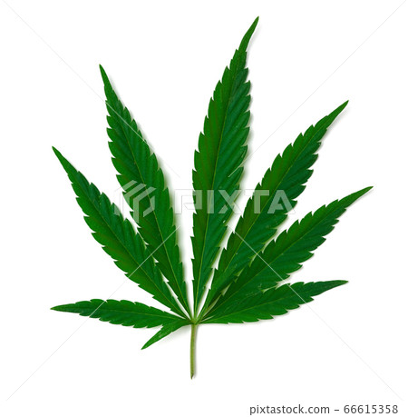 green cannabis leaf isolated on white background, green cannabis leaf isolated on white background, 66615358