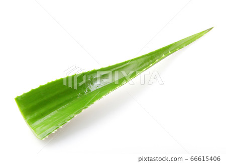 Aloe vera plant isolated on white background. Aloe 66615406
