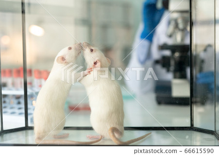 Lab rats in glassy box 66615590