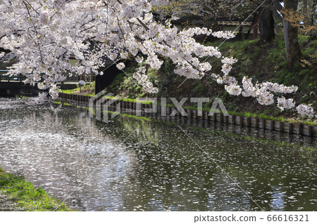 弘前公園 66616321
