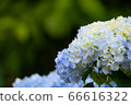繡球花開始綻放 66616322