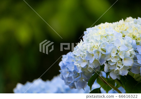 繡球花開始綻放 66616322