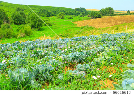 Cabbage plantation on the top of mountains Cabbage plantation on the top of mountains 66616613