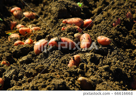 Red potatoes digged and removed from the ground Red potatoes digged and removed from the ground 66616668