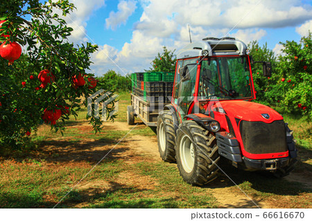 Red tractor driving across pomegranate plantation 66616670