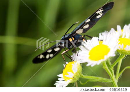 Black white butterfly (Amata nigricornis) on a Black white butterfly (Amata nigricornis) on a 66616819