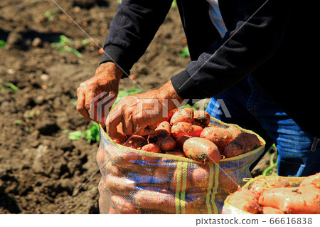 A farmer putting potatoes into plastic baskets 66616838