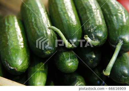Green cucumbers in a pile in the grocery 66616909