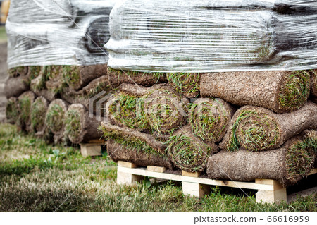 many green roll lawn. laying a new lawn many green roll lawn. laying a new lawn 66616959