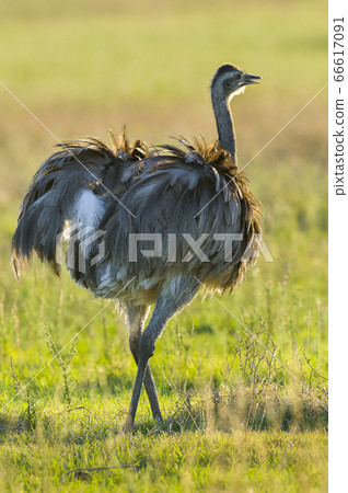 Greater rhea.La Pampa .Argentina 66617091