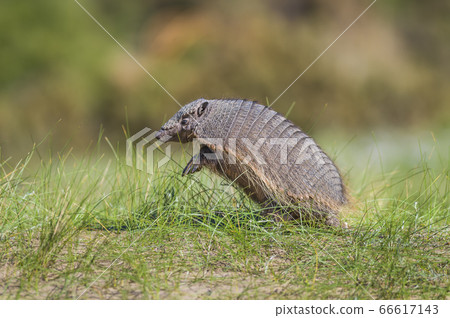Chaetophractus villosus.Argentina 66617143
