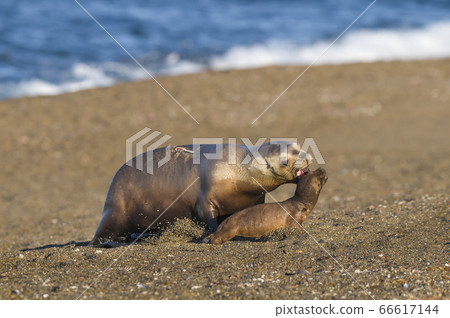 Sea lions pups playing,Patagonia 66617144
