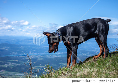 young black doberman breed dog hiking in mountains young black doberman breed dog hiking in mountains 66617147