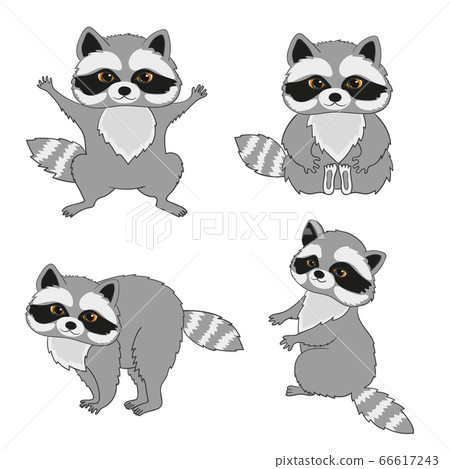 Set of baby raccoons isolated on white. Vector cartoon illustration. Set of baby raccoons isolated on white. Vector cartoon illustration. 66617243