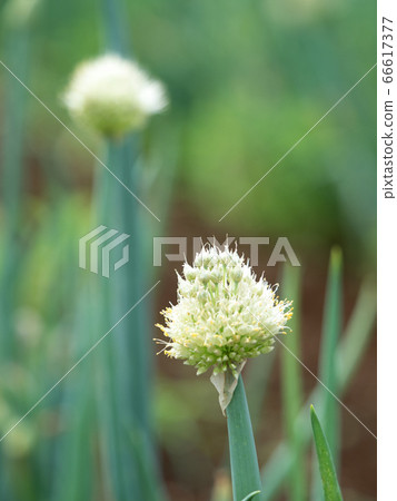 Red onion flower 66617377