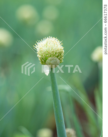 Red onion flower Red onion flower 66617378
