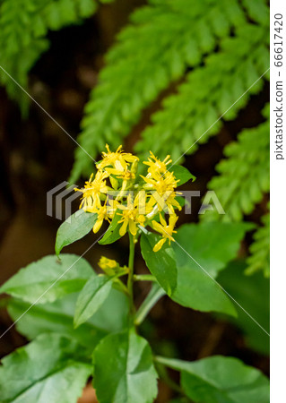 菊科(秋麒麟)垂直位置 菊科(秋麒麟)垂直位置 66617420