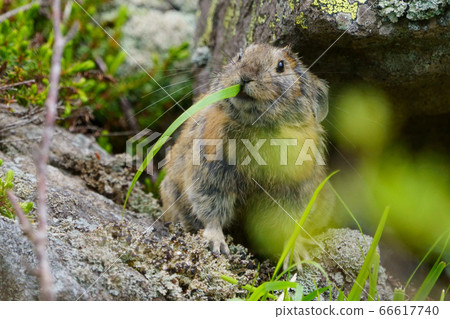 皮卡丘兔 66617740