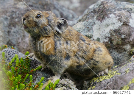 皮卡丘兔 66617741