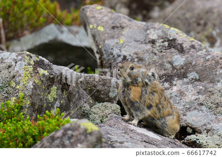 皮卡丘兔 66617742