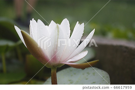 蓮花 蓮花 66617959