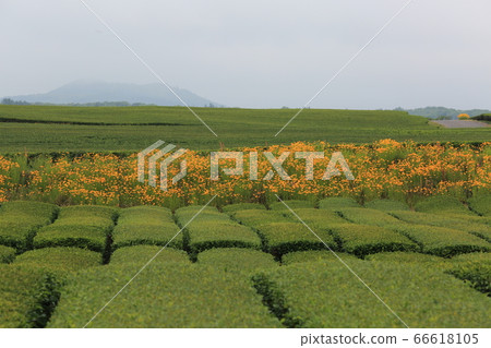 Green tea field Green tea field 66618105