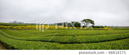 Green tea field Green tea field 66618171