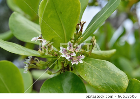 Flower of Xasatabella Flower of Xasatabella 66618506