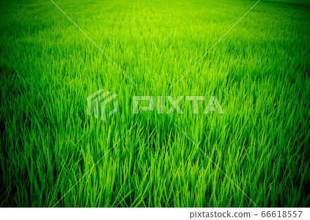 稻田裡種植的夏季水稻 稻田裡種植的夏季水稻 66618557