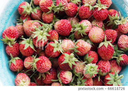 Strawberries  in bowl 66618726