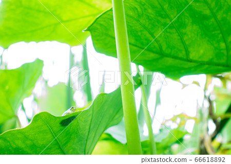 Rain frog riding a big leaf 66618892