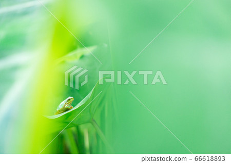 Rain frog riding a big leaf 66618893