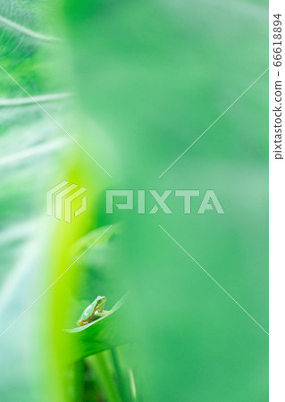 Rain frog riding a big leaf Rain frog riding a big leaf 66618894