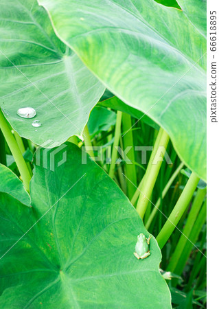 Rain frog riding a big leaf Rain frog riding a big leaf 66618895
