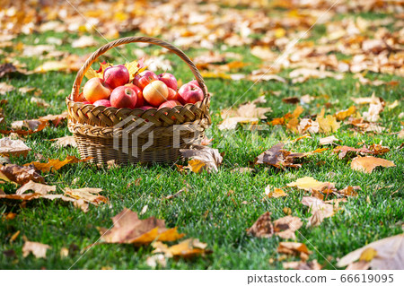 juicy apples in a basket in the garden juicy apples in a basket in the garden 66619095