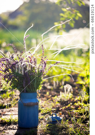 Milk churn with wild flowers 66619114