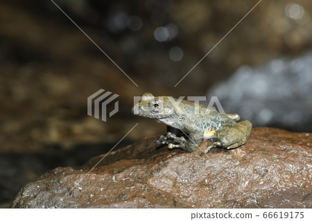 Red-headed frog 66619175