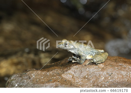Red-headed frog 66619178