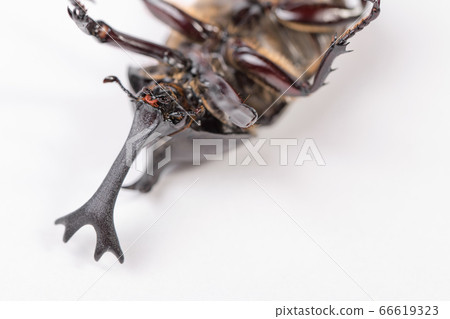 [Male beetle] 66619323