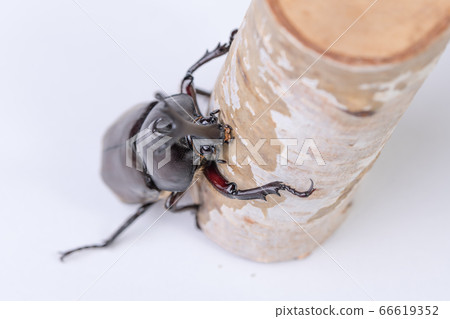 [Male beetle] 66619352