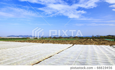 A refreshing Matsuwa field in Miura City (Ao Daikon and cabbage) A refreshing Matsuwa field in Miura City (Ao Daikon and cabbage) 66619456