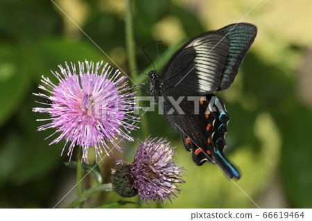 Callus Swallowtail 66619464