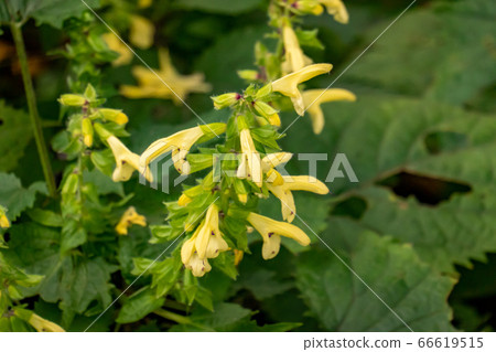 Flower of Akigiri, close-up, horizontal position 66619515