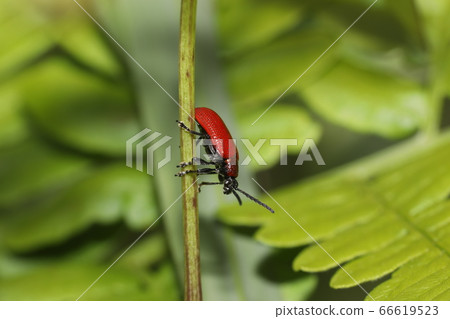 Yellow leaf beetle Yellow leaf beetle 66619523