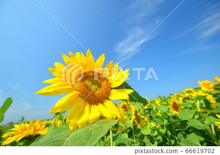 向日葵和雲彩 66619702