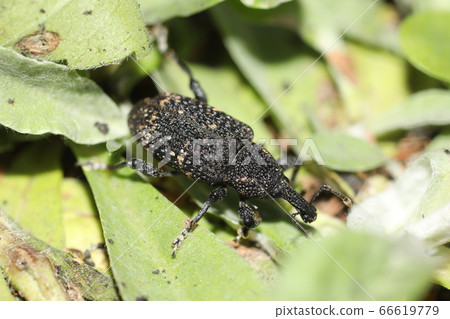 Clear Naako weevil 66619779