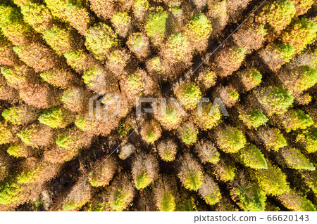 drone view of yellow larch tree 66620143